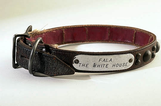 Fala's Collar. Photo in the Public Domain.